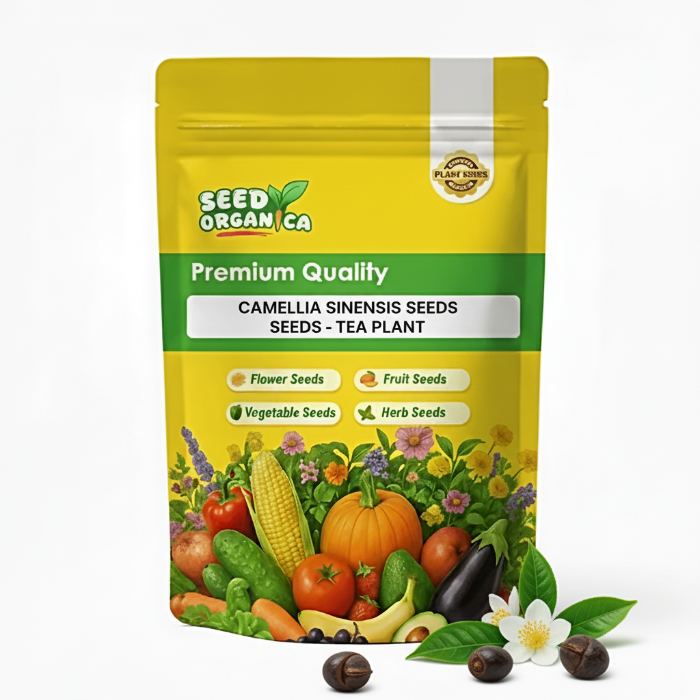 Camellia Sinensis Seeds - Tea Plant