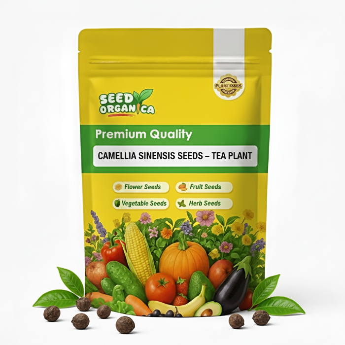 Camellia Sinensis Seeds – Grow Your Own Tea at Home
