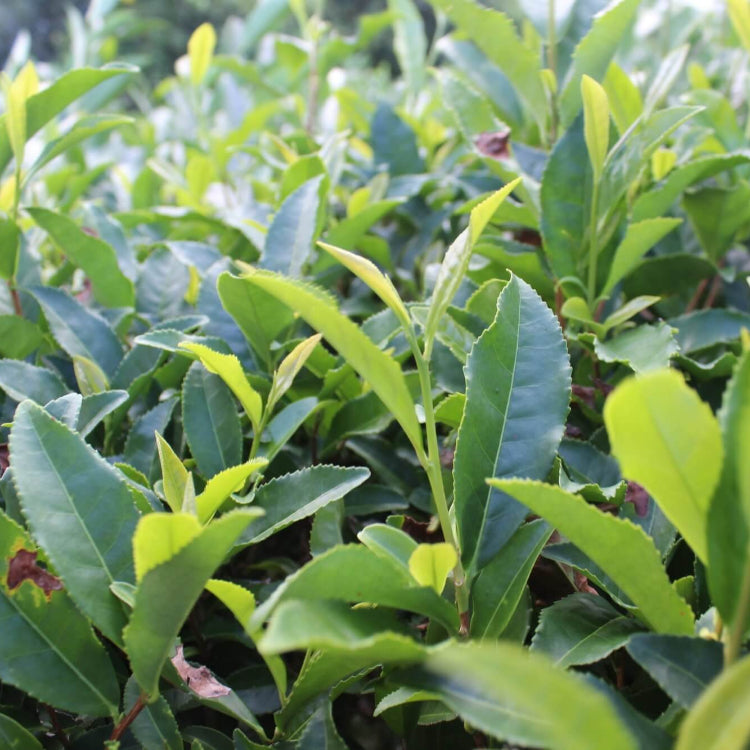Camellia Sinensis Seeds for Planting
