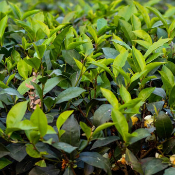 Camellia Sinensis Seeds for Planting