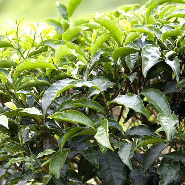 Camellia Sinensis Seeds for Planting