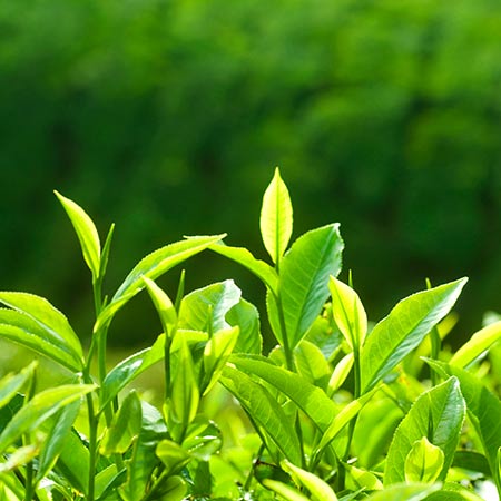 Camellia Sinensis Seeds – Tea Plant
