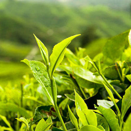 Camellia Sinensis Seeds – Tea Plant
