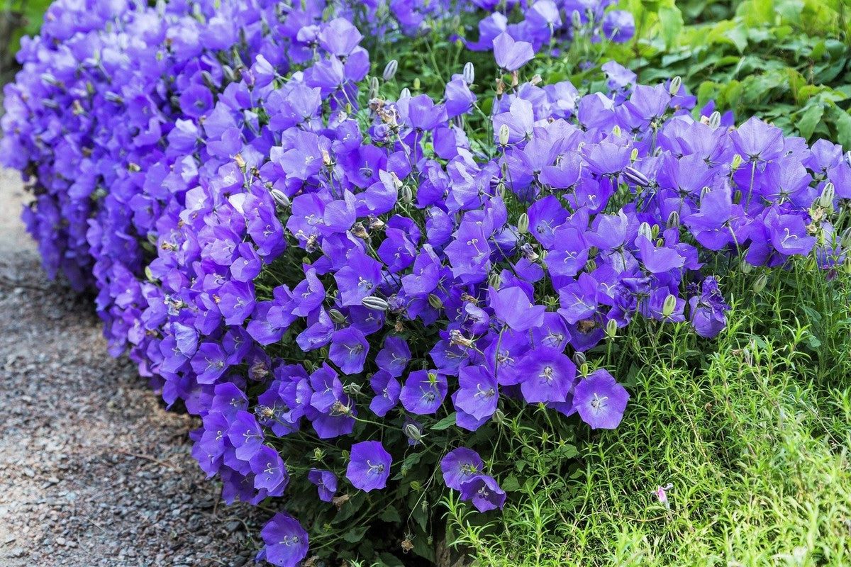 Campanula Seeds – Carpathian Blue
