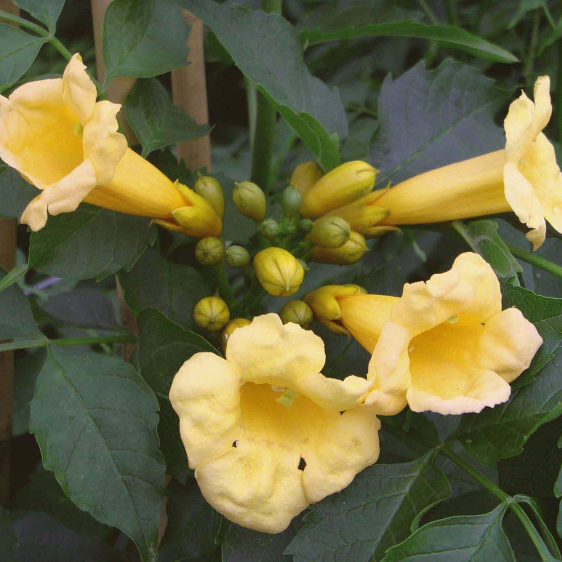 Campsis Radicans Seeds – Flava
