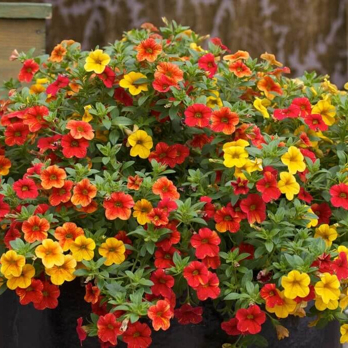 Can-Can Series Seeds - Flower Plant