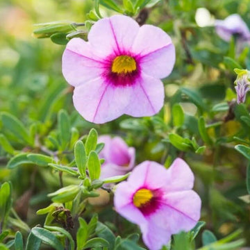 Can-Can Series Seeds - Flower Plant