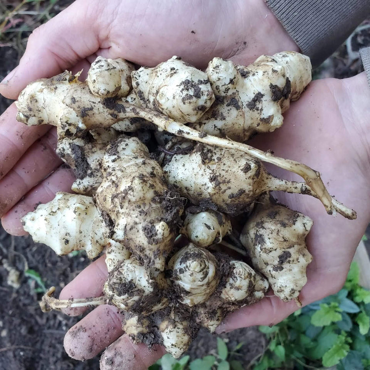 Canadian Artichoke Seeds
