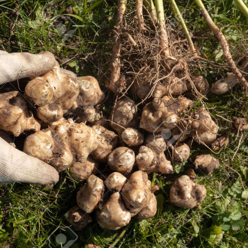 Canadian Artichoke Seeds