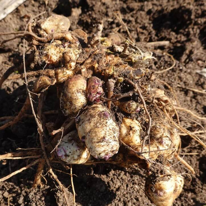 Canadian Artichoke Seeds