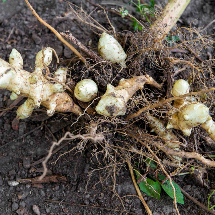 Canadian Artichoke Seeds