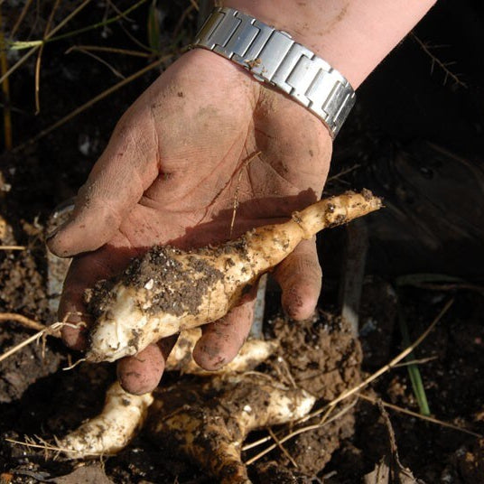 Canadian Truffle Seeds - Vegetable Plant