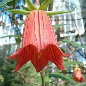 Canarina Seeds – Wildflower Mix
