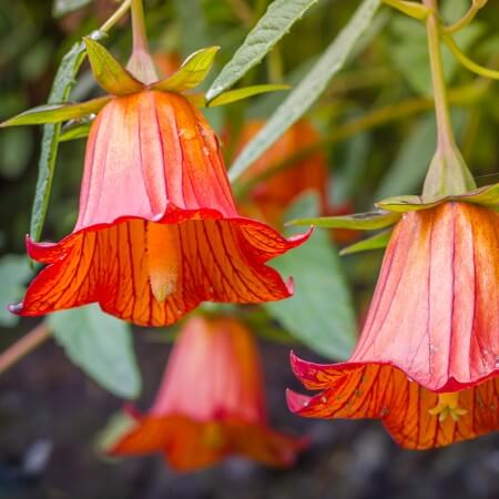 Canarina Seeds – Wildflower Mix
