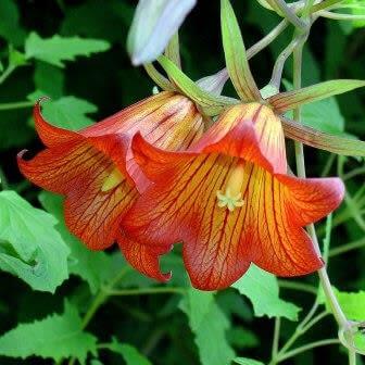 Canarina Seeds – Wildflower Mix
