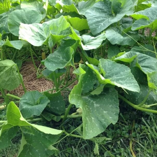 Candy Roaster Pumpkin Seeds - Vegetable Plant