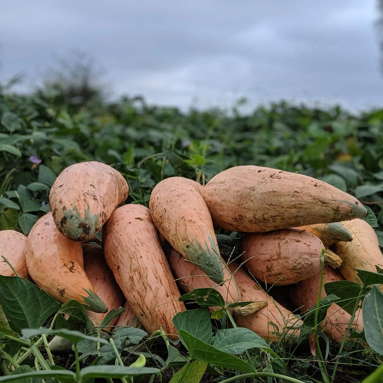Candy Roaster Pumpkin Seeds - Vegetable Plant