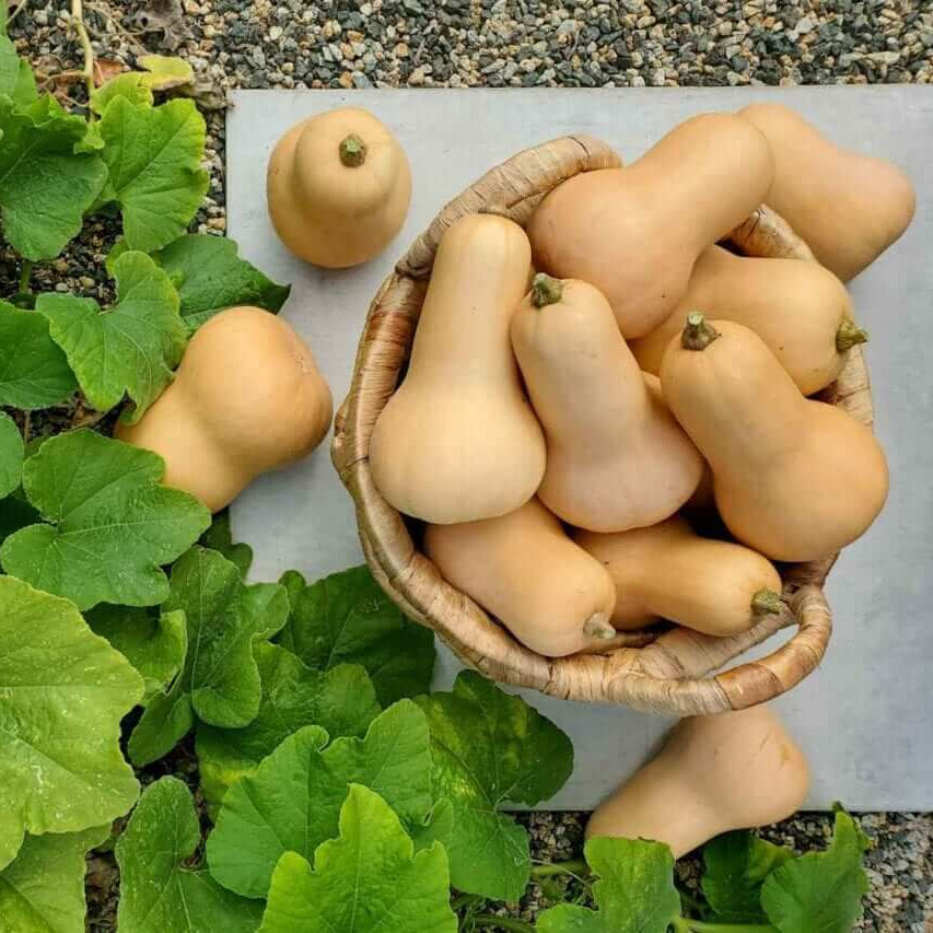 Candy Roaster Pumpkin Seeds - Vegetable Plant