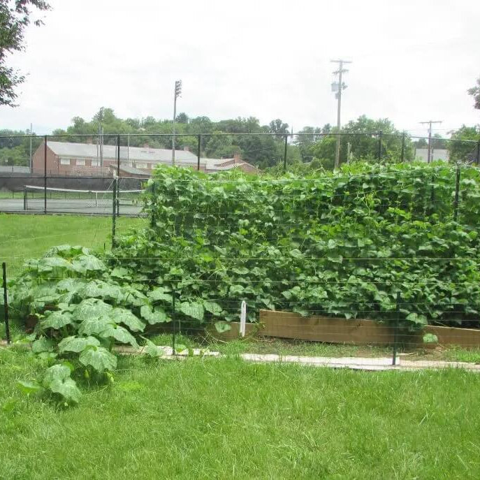 Candy Roaster Pumpkin Seeds - Vegetable Plant
