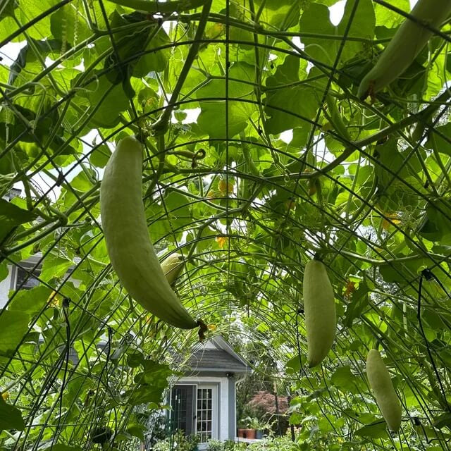 Candy Roaster Pumpkin Seeds - Vegetable Plant