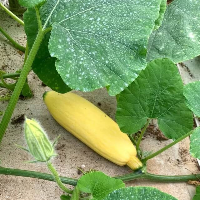Candy Roaster Pumpkin Seeds - Vegetable Plant