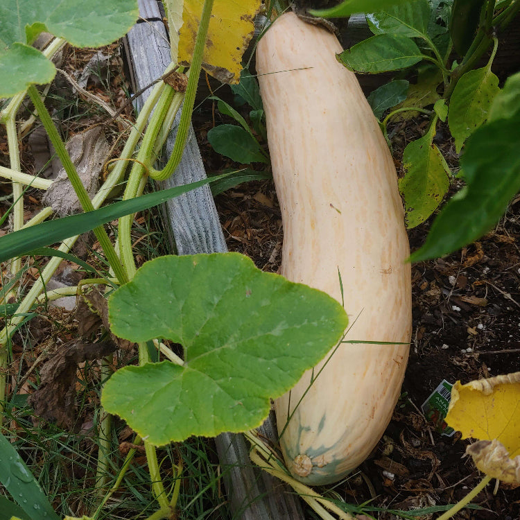 Candy Roaster Seeds - Vegetable Plant