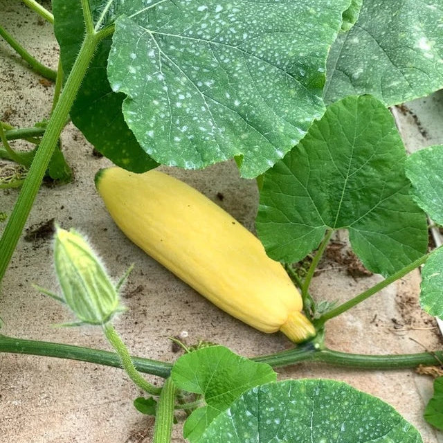Candy Roaster Seeds - Vegetable Plant