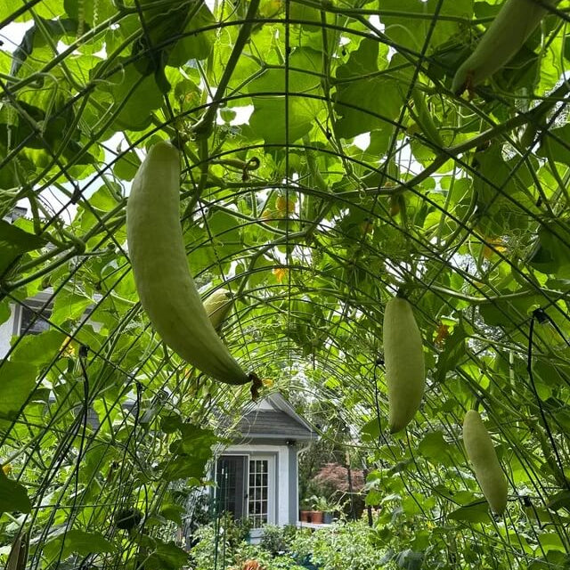 Candy Roaster Seeds - Vegetable Plant