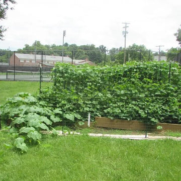 Candy Roaster Seeds - Vegetable Plant