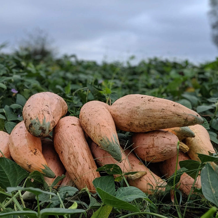 Candy Roaster Squash Seeds - Vegetable Plant