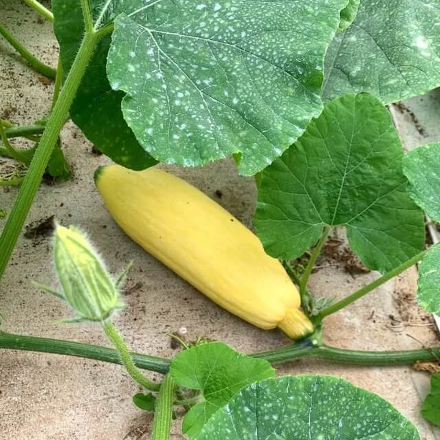Candy Roaster Squash Seeds - Vegetable Plant