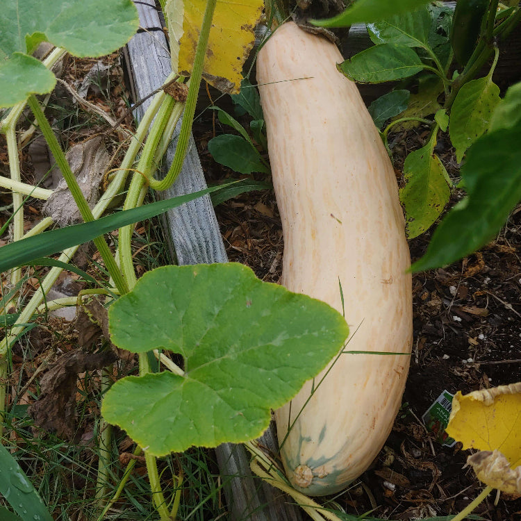 Candy Roaster Squash Seeds - Vegetable Plant