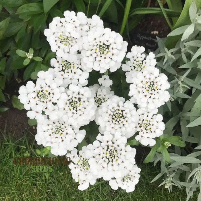 Candytuft Seeds – Hardy Annual
