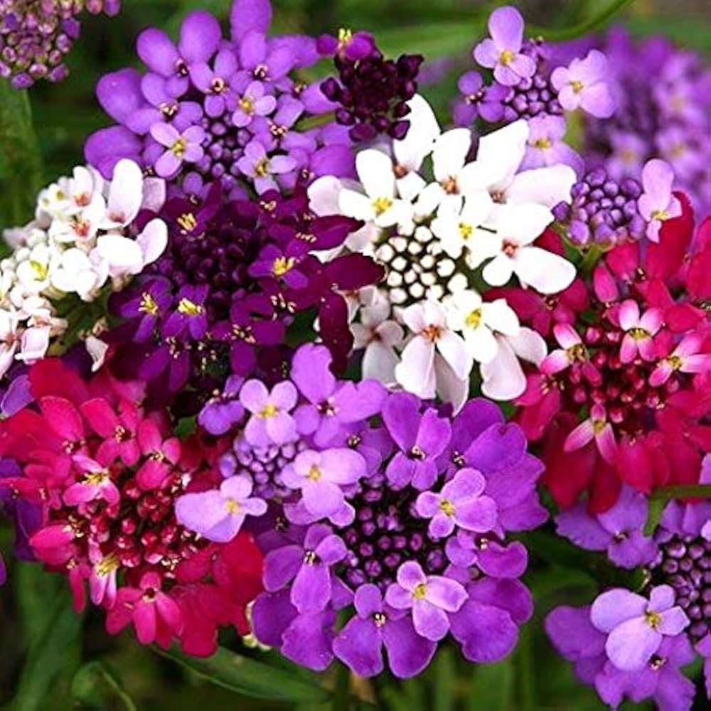 Candytuft Seeds – Hardy Annual
