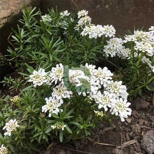Candytuft Seeds – Iberis sempervirens