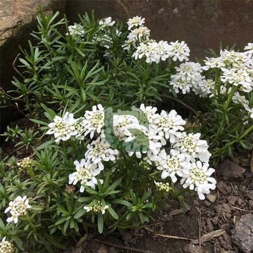 Candytuft Seeds – Iberis sempervirens