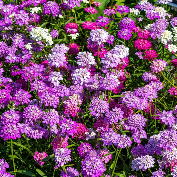 Candytuft Seeds – Purple & Pink Mix