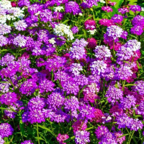 Candytuft Seeds - All In One For Home Gardens