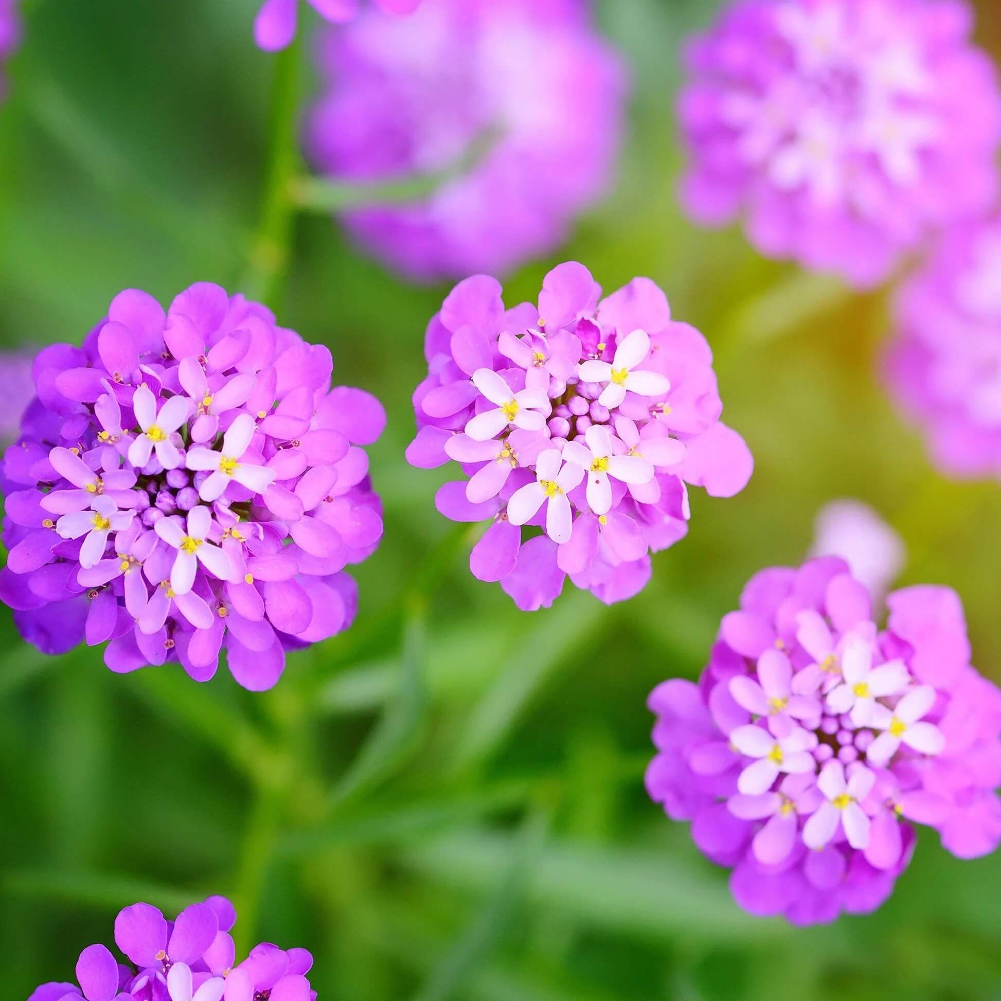 Candytuft Seeds - All In One For Home Gardens