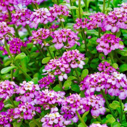 Candytuft Seeds – Fairy