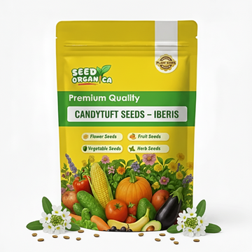 Candytuft Seeds – Iberis