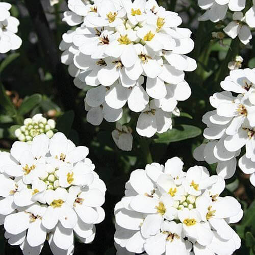 Candytuft Seeds – Iberis