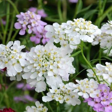 Candytuft Seeds – Iberis sempervirens