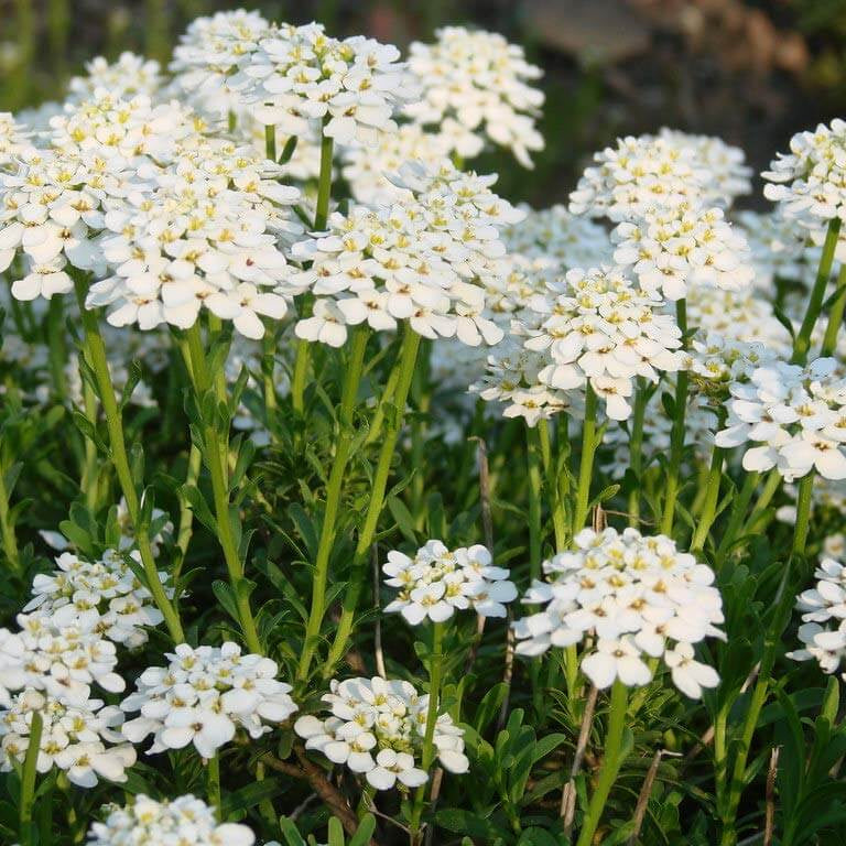 Candytuft Seeds – Iberis sempervirens