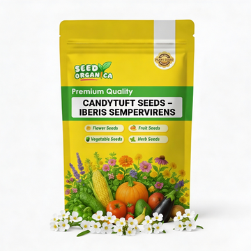 Candytuft Seeds – Iberis sempervirens