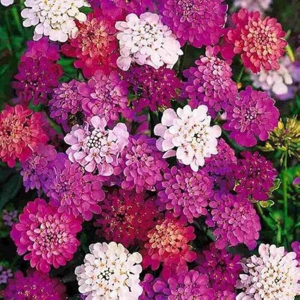 Candytuft Seeds – Purple & Pink Mix
