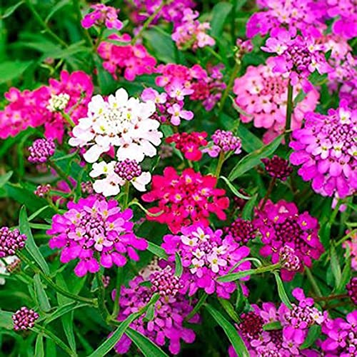 Candytuft Seeds – Purple & Pink Mix