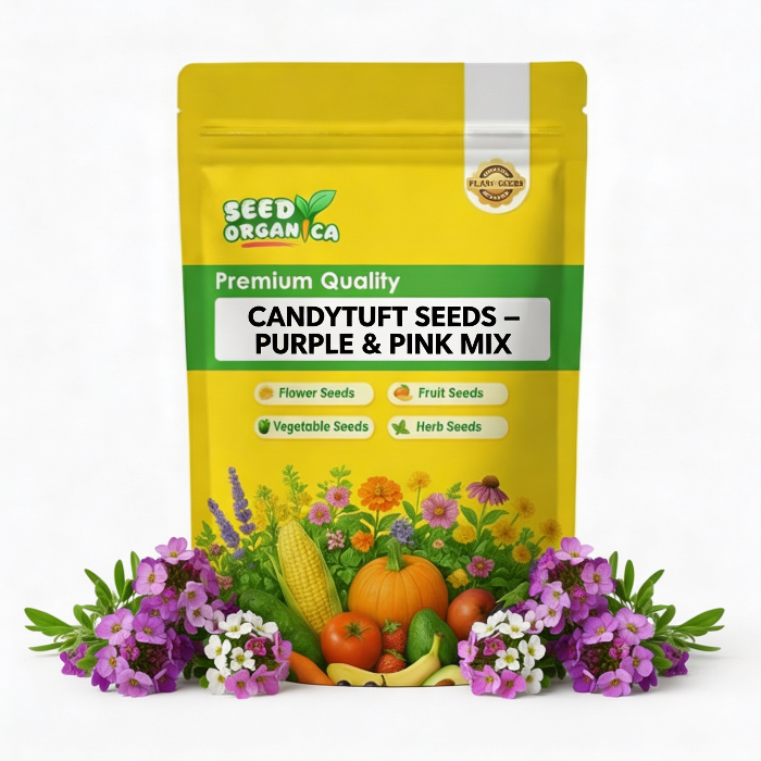 Candytuft Seeds – Purple & Pink Mix
