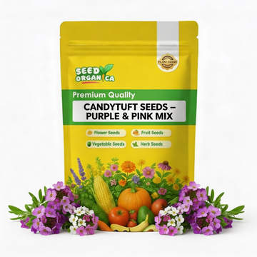 Candytuft Seeds – Purple & Pink Mix