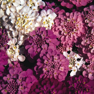 Candytuft Seeds – Red & White Mix